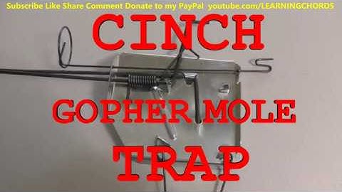 Gopher Trapping Using the Cinch Trap Surface Method