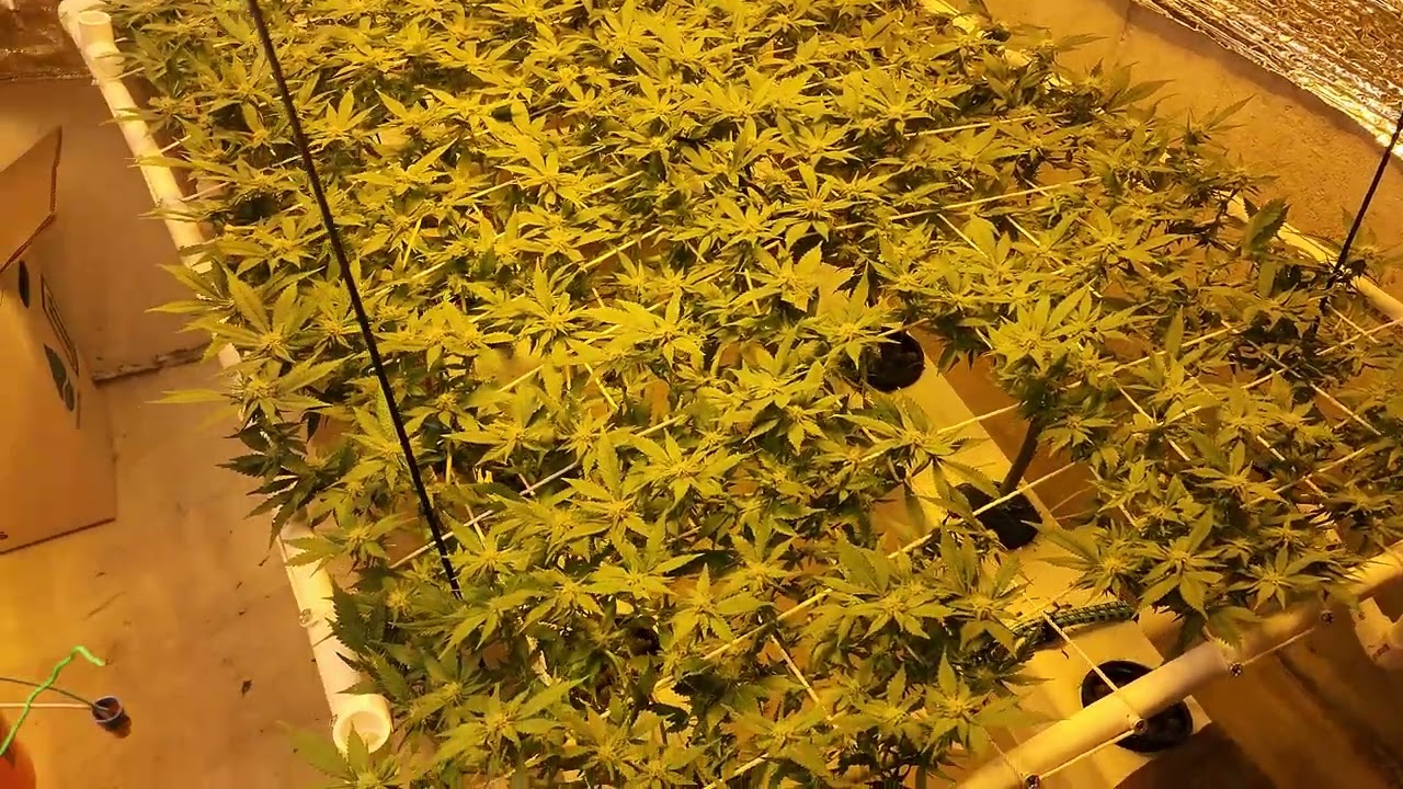 Day 21 of Flower.  Defoliated and Tucked.