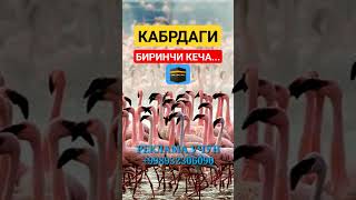 Кабрдаги Биринчи Кеча Аллохни Ку́п Зикр Килинг Абдуллох Домла Abdulloh Domla Maruzalari Марузалари