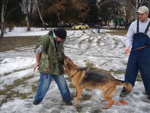 Видео: Кой е ръководител на кучета