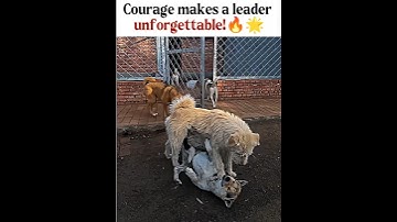 A true leader steps in 🐾👑 #motivational #inspirational #fyp