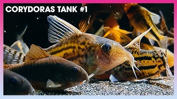 Tổng hợp các loại #Corydoras (Cá Chuột) #1