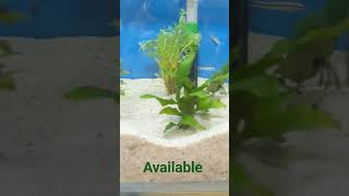Live plant aquarium |Java farn plant saimees algea eater Fish fish fishing plantedtank