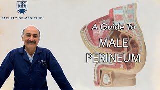 Male Perineum screenshot 4