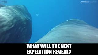 Sperm Whale Hunting Giant Squid