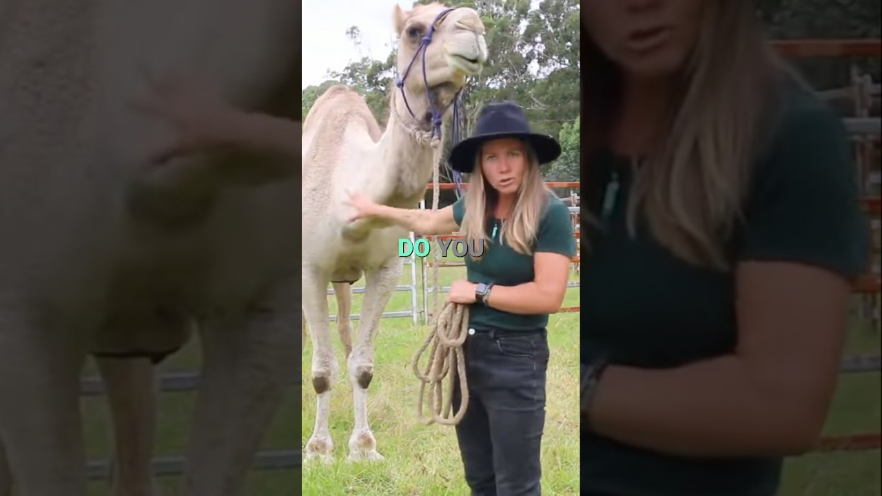 Would You Trust This Camel Not To Kick you?