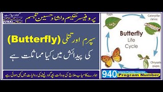 What is Sperm Production  Stage & Butterfly Production Stage / Islami Fertility center اردو / हिन्दी screenshot 4