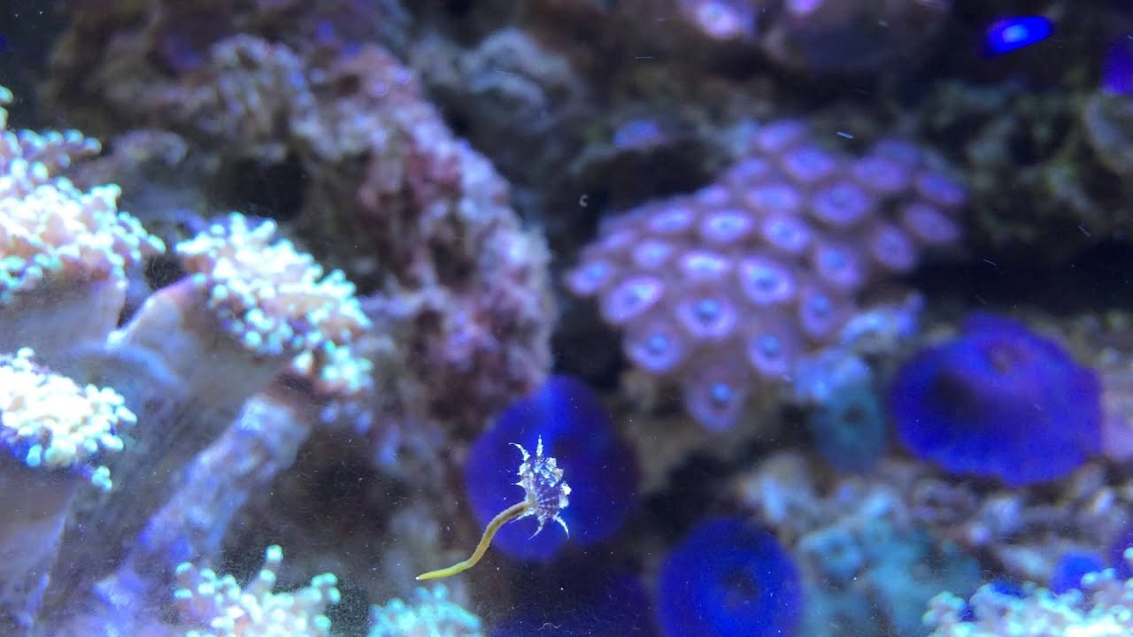 A Feather Duster Worm's Journey YouTube