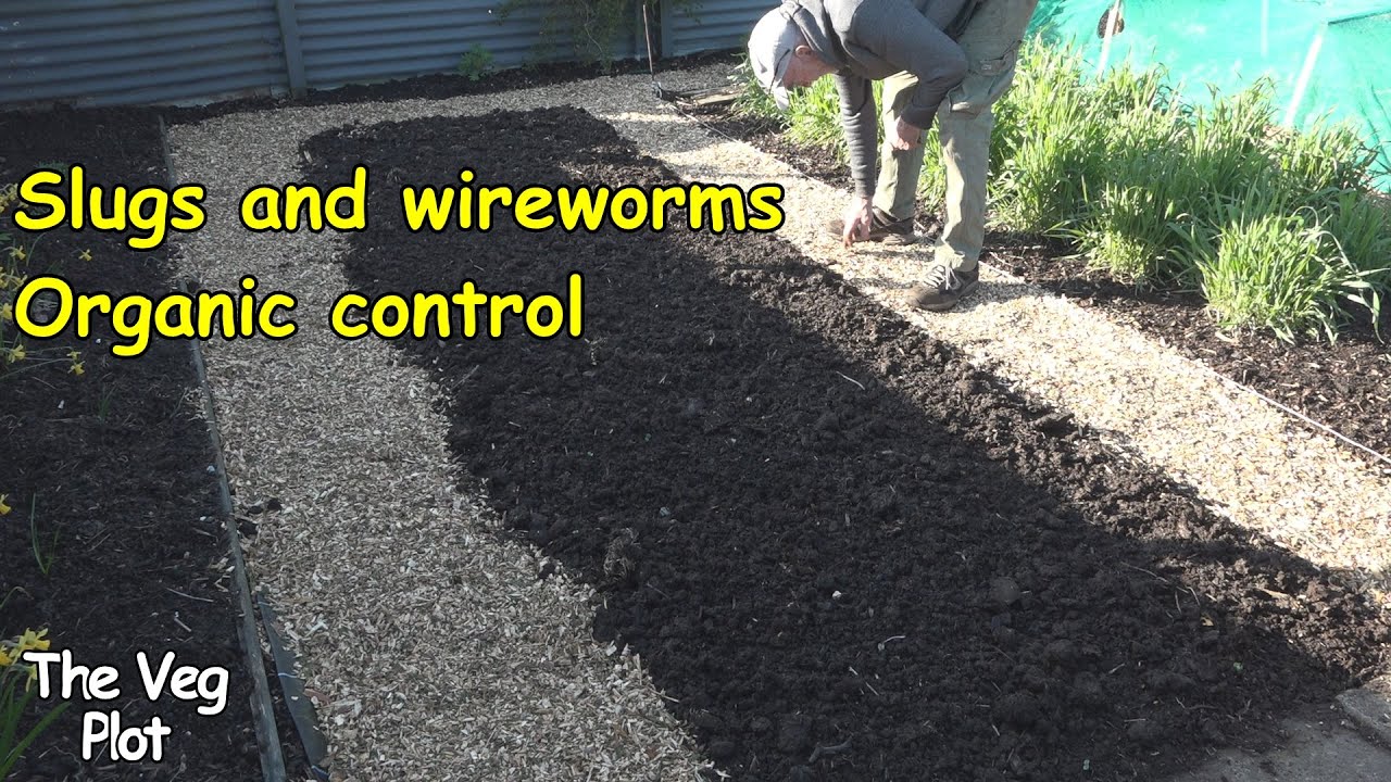 controlling Slugs and wireworms on the allotment organically