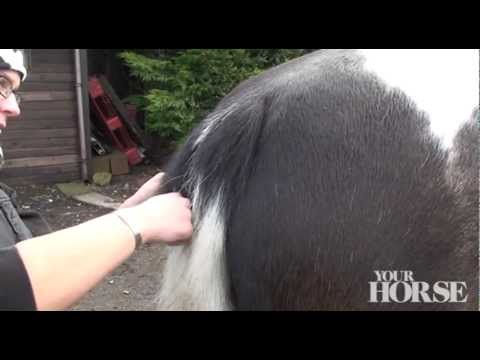 Thinnning Comb Razor Horse Pony Mane Tail Grooming Showing Trimming 