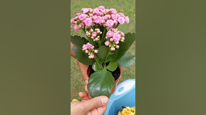 Como cuidar do Kalanchoe #kalanchoe #plantas #shorts