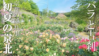 Keihoku Rose Garden and the wabisabi fresh green of Joshokouji Temple