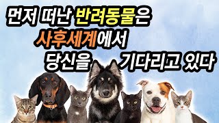 먼저 떠난 반려동물은 사후세계에서 당신을 기다리고 있다 | 나중에 다시 만날 수 있을까? | 반려동물 사후세계