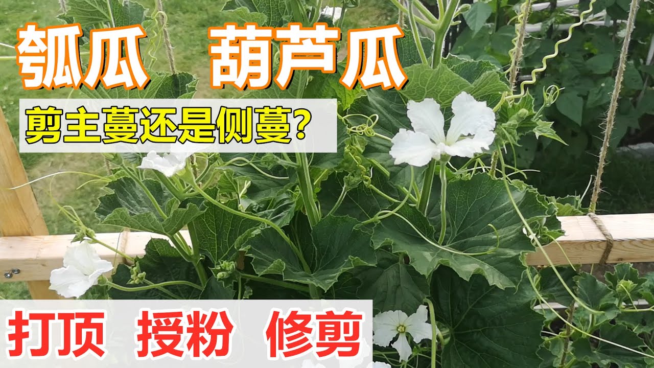 胡瓜植物