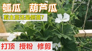 盆栽/地栽【瓠瓜/葫芦瓜/蒲瓜】打顶  摘心  修剪️ Pruning bottle gourd properly