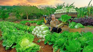 Farm to Table the Real Way – No Shortcuts! Harvest Napa Cabbage After 65 Days And Use As Animal Feed
