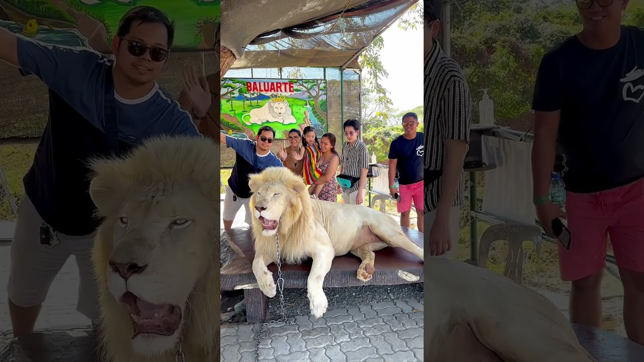 Lion roar for Amber @ Baluarte Resort and Mini Zoo - Vigan Tour