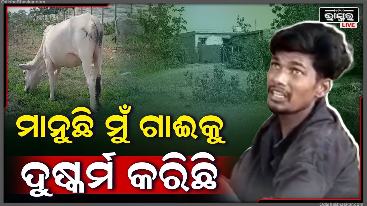 ମୁଁ ଗାଈ ସହ ଖରାପ ସମ୍ପର୍କ ରଖିଛି, ମୋତେ କ୍ଷମା କରିଦିଅ | ଆଉ କେବେ ଗାଈ ଉପରେ ଖରାପ ନଜର ପକାଇବିନି