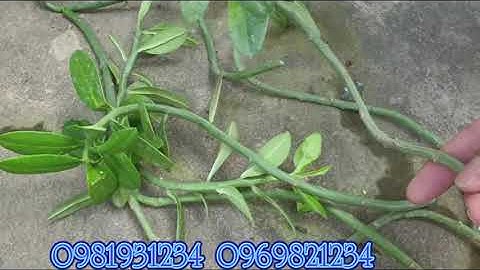 Cây thuốc trị bướu cổ của cô nga mỹ tú miền tây quê tôi SÓC SÀ BAY SÓC TRĂNG