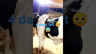 4 days left 🥺😱