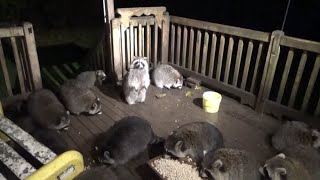 Another Video From Saturday Night - 20 Raccoons