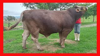 Rancho El Tempizque Ganaderia Mexicana  Suizo Europeo, Suizo Americano,