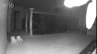 Easter Bunny caught on CCTV