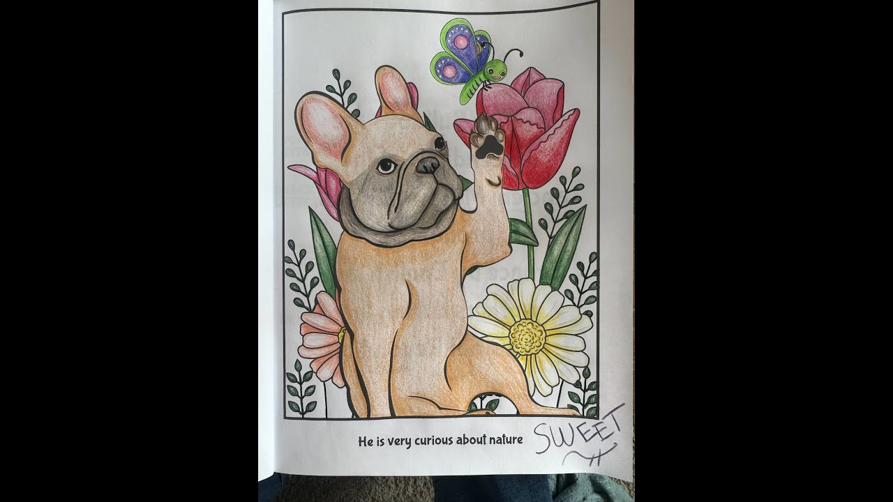 ASMR FULL Length Color with me Hank the Tank, A French Bulldog Coloring Book