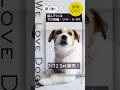 【好評発売中！】 結んでつくる犬の首輪・リード・ハーネス #fordogs #パラコード #パラコード首輪 #ハンドメイド #首輪 #ハーネス #リード #アウトドア #paracord