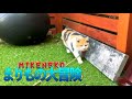 三毛猫まりもをお散歩させてみたら・・・