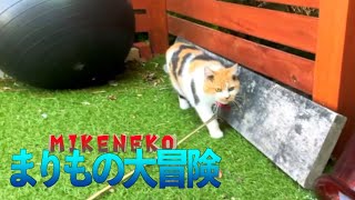 三毛猫まりもをお散歩させてみたら・・・