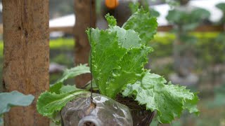 How to make a cone garden - Farm Kenya