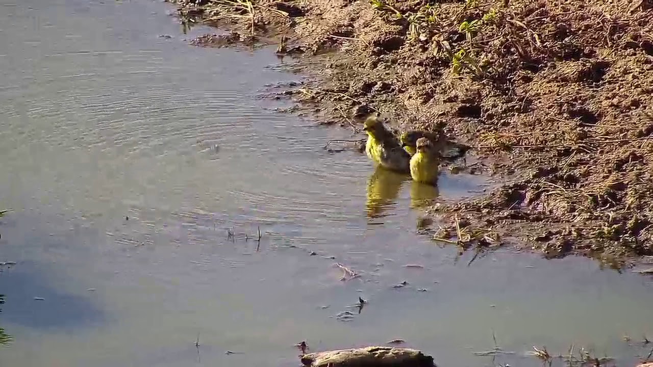 camera iphone 8 plus apk Djuma Yellow-fronted Canary - 13:25 - 06/14/19