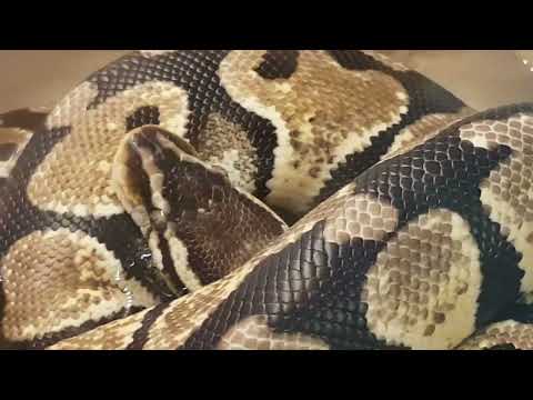 Yellow Belly Royal Python Snake 🐍