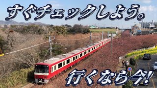 【一石二鳥】みさきまぐろきっぷを使ってみた。