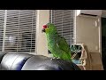 Gus our 47 year old Amazon parrot sitting on the couch.