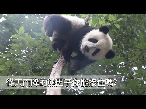 《熊貓早晚安》從天而降的熊團子你能接住嗎？| iPanda