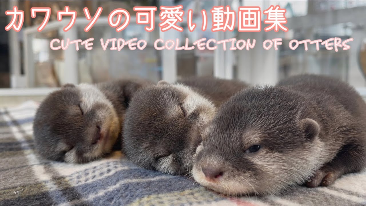 カワウソ かわいいことって罪なこと カワウソの可愛い動画集 Cute Video Collection Of Otters Youtube