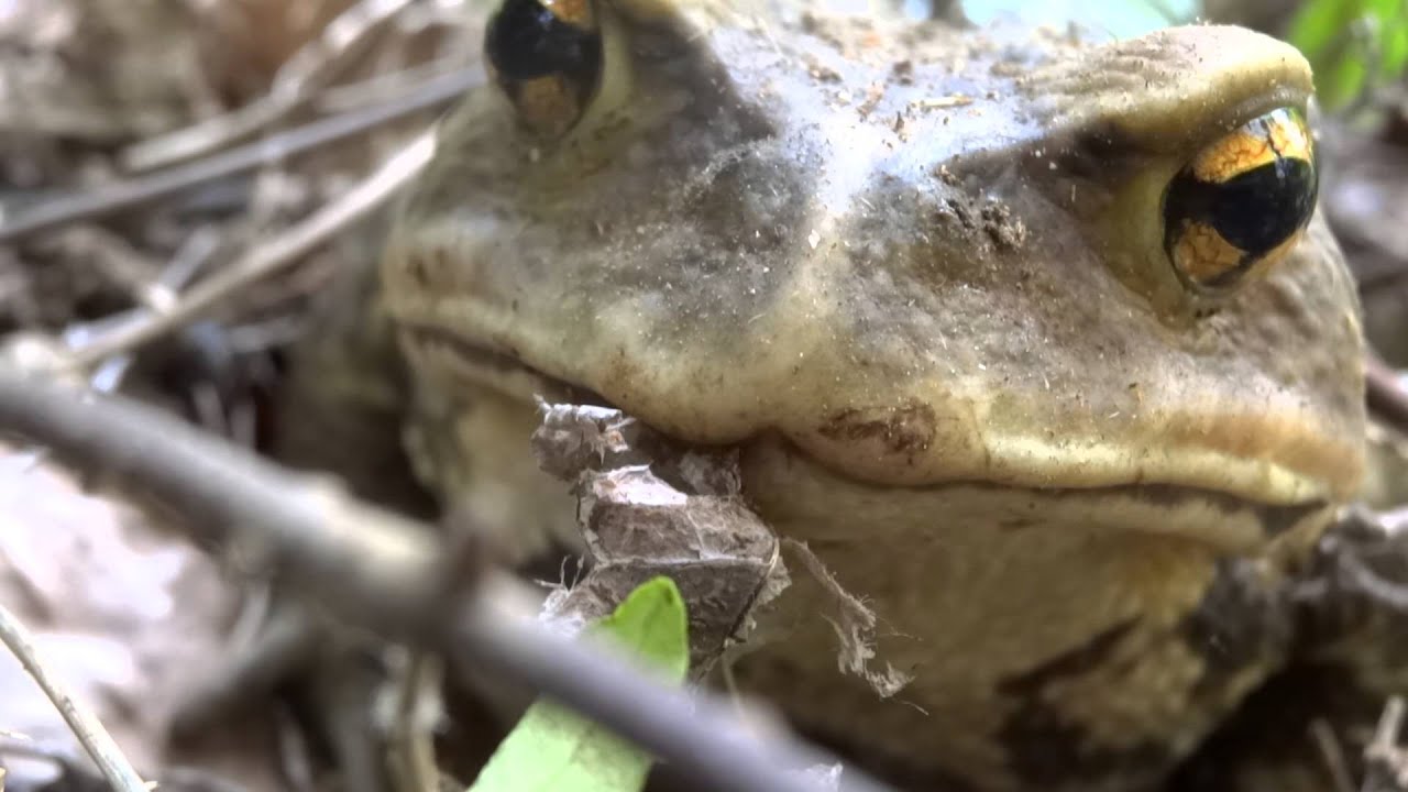 ガマガエル - YouTube