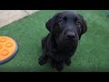 2018 Guide Dogs Graduation Day - Journey of a Guide Dog