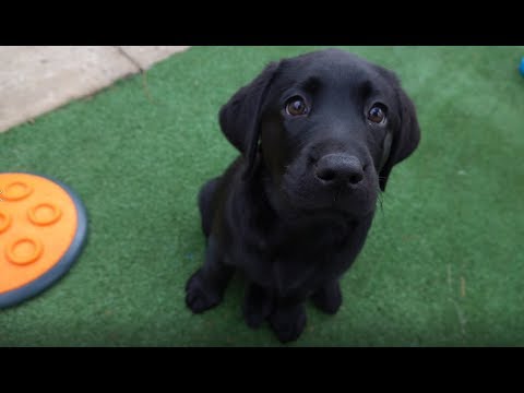 Video: Guide Dog Graduation Day