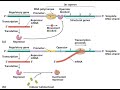 Lac operon, gene regulation , class12 biology