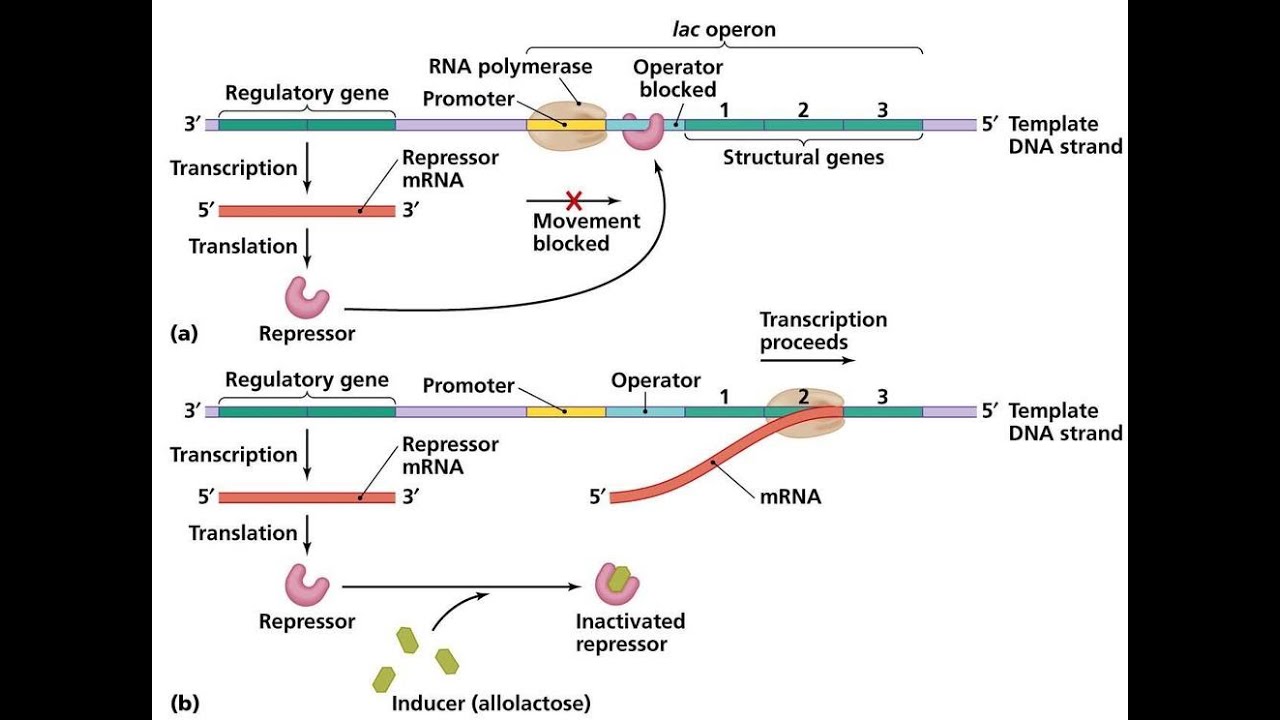 Lac operon, gene regulation , class12 biology - YouTube