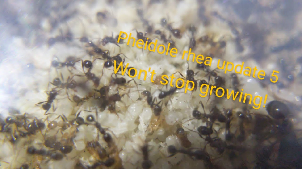 Pheidole rhea update 5: Won't stop growing!