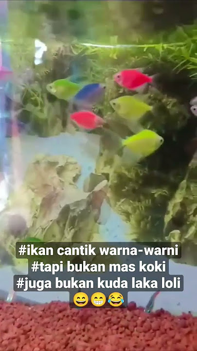 bukan kuda laka loli #shorts