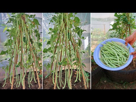 Recycle tires to grow green beans, you don't need to buy beans at the market anymore