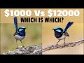 Expensive Gear Vs Affordable Gear - Is It Worth the Upgrade for Wildlife Photography?