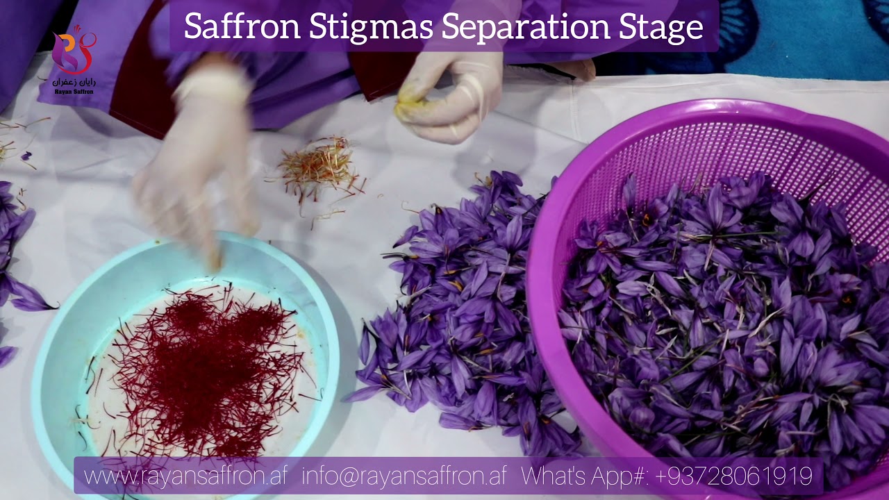 Saffron Stigmas Separtion Stage