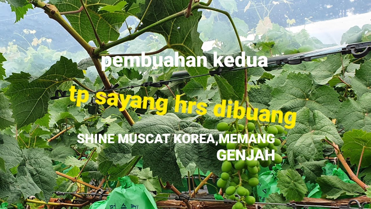 KUMPULAN DAN BUKTI KEGENJAHAN SHINE MUSCAT KOREA 🇰🇷