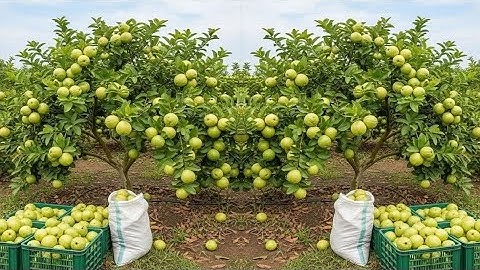 A great way to make guava trees grow faster by grafting them with Aloe Vera#guava